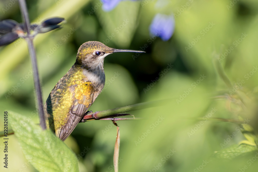 Naklejka premium Koliber cieszy się słonecznym dniem na gałęziach drzew