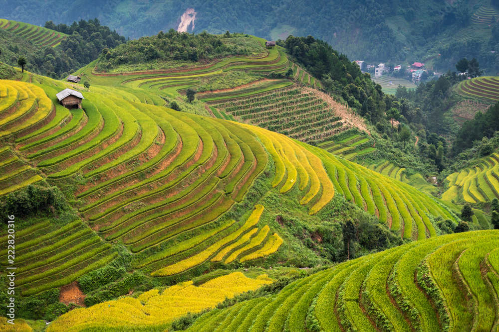 Rice fields on terraced of Mu Cang Chai, YenBai, Vietnam.
