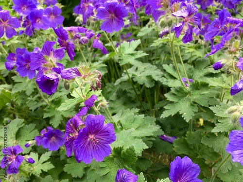 Wild geranium flowers