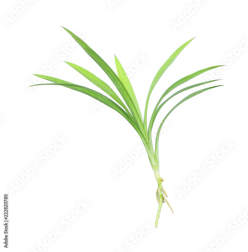 fresh green pandan leaves with root isolated on white background