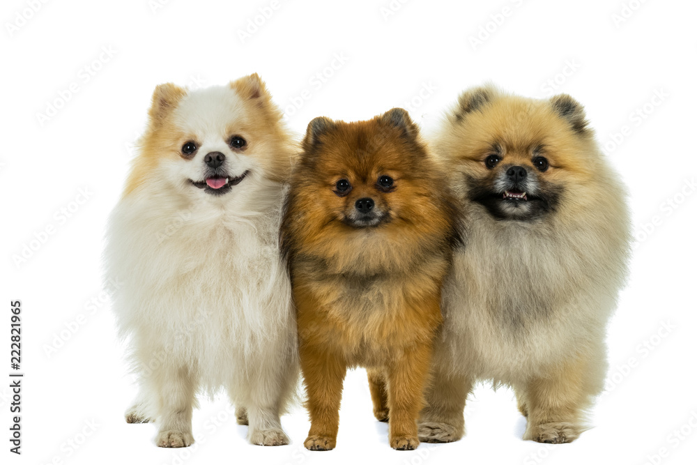 Obraz premium Three Pomeranian - Dwarf Spitz dogs standing in a row isolated on a white background