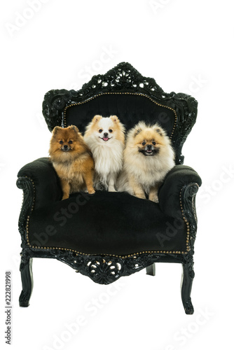 Three cute cream and brown Pomeranian - Dwarf Spitz dogs sitting in a black baroque chair  isolated on a white background photo