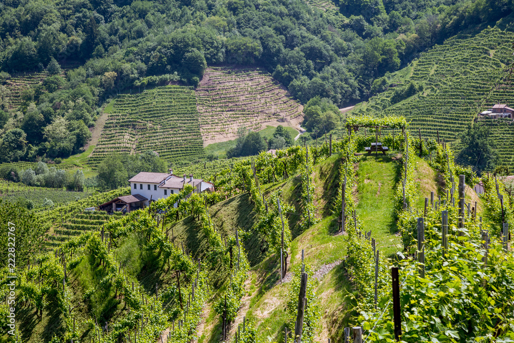 Prosecco region, view of hills with vineyards, sunny day