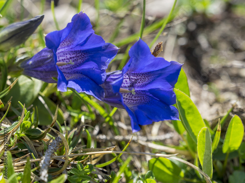 Gentiana acaulis. La Gentiane acaule, une jolie fleur sauvage des prairies alpines ensoleillées au sol calcaire. photo