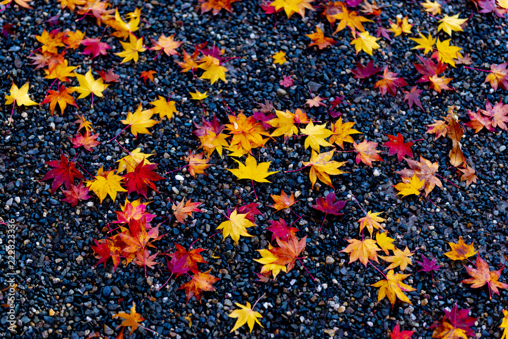 Autumn season scene background nature in the Park in Kyoto, Japan.