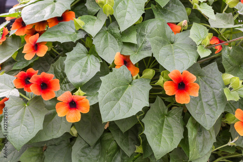 Slika na platnu black-eyed Susan vine - thunbergia alata