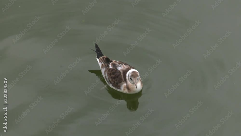 Many gulls floats in water. Sea. Gentle waves. Panning,Closeup, Many gulls floats in water. Sea. Gentle waves. Panning,Closeup,