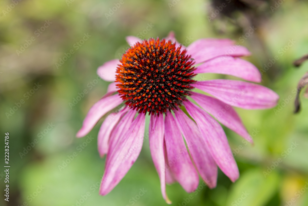 Echinacea plant in Bressingham Garden - England Echinacea plant in Bressingham Garden - England