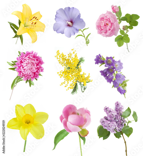 Obraz na plátně aster, rose, lilac,peony, mimosa, bluebell, lily narcissus flower set isolated o