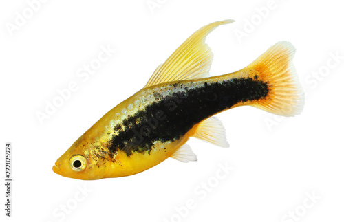 Photography Hi Fin tuxedo Platy platy male Xiphophorus maculatus tropical aquarium fish