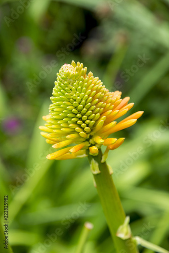 Kniphofia rooperi - Roopers red-hot poker photo