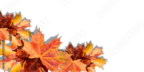 Autumn leaves isolated on white background. Abstract background