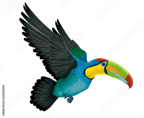 oiseau, toucan bleu, bec, tropical, bleu, isolé,en vol,ailes