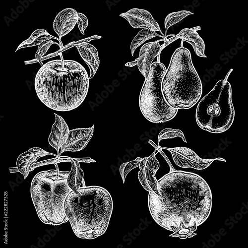 Fruits apples, garnet and pears. White chalk on black board.