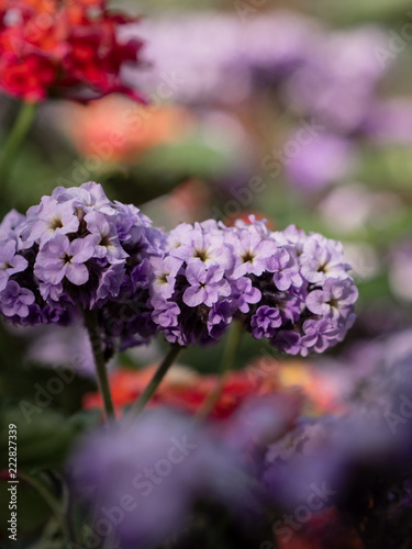 sommer