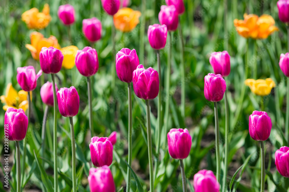 Tulip Flower. Beautiful bouquet of tulips. colorful tulips. Tulips in spring at the garden,colorful tulip, nature background.