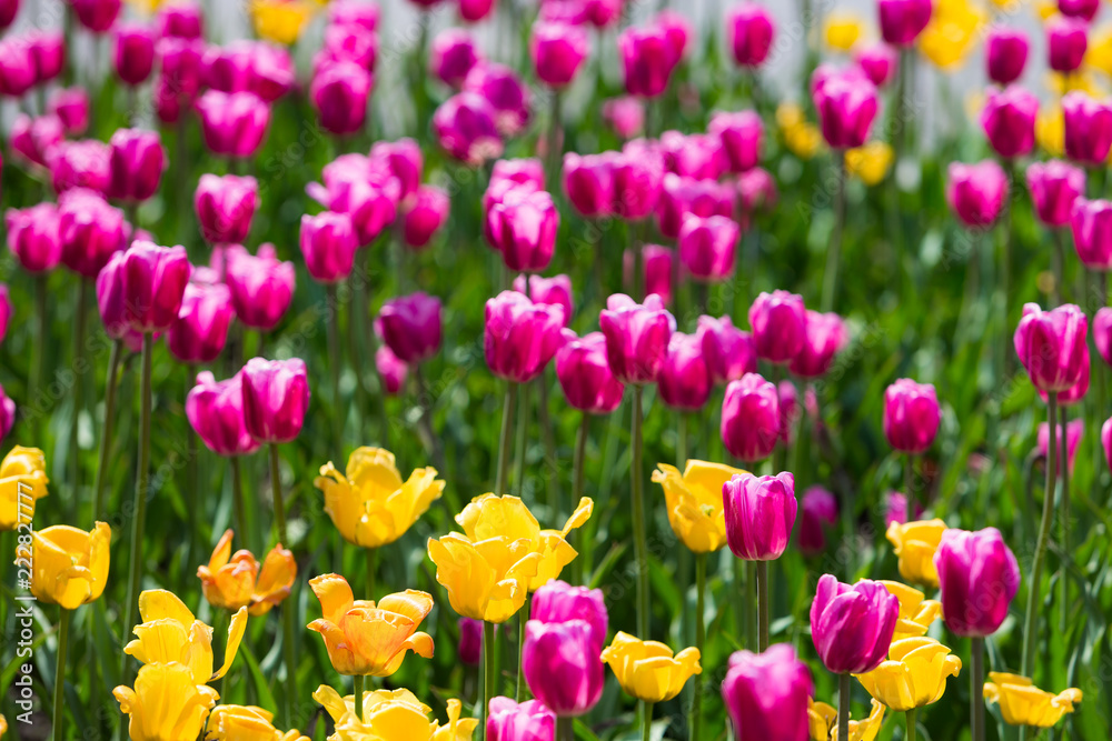 Fototapeta premium Tulip Flower. Beautiful bouquet of tulips. colorful tulips. Tulips in spring at the garden,colorful tulip, nature background.