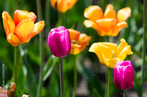 Tulip Flower. Beautiful bouquet of tulips. colorful tulips. Tulips in spring at the garden colorful tulip  nature background.