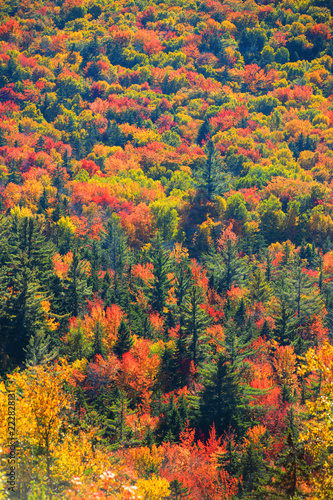 Canopy of Autumn trees in Rural Vermont