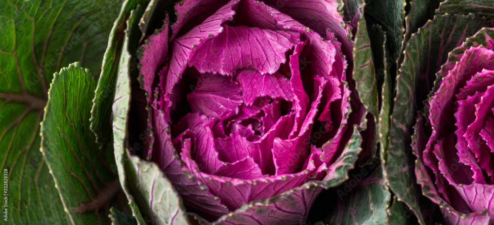 Obraz premium Fresh purple ornamental decorative cabbage. Healthy food, fresh vegetables, top view