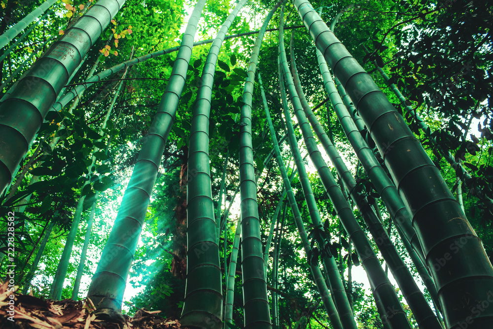 Fototapeta premium Bamboo trees with green leaves close-up in a botanical garden. Georgia, Batumi