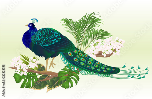 Peacock beauty exotic bird natural and tropical flowers watercolor vintage vector illustration editable hand drawn