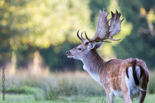 Plakat Damhirsch während der Brunft