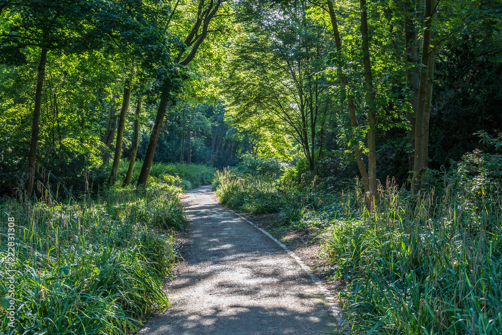 Path in park