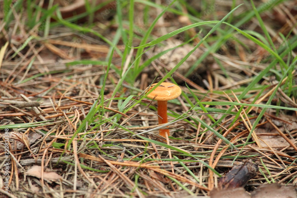 Mushroom Mushroom