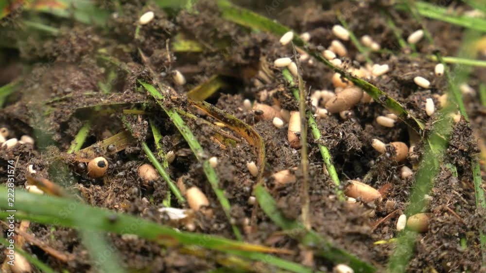 Black ants walk around the anthill and build a nest. Black ants walk around the anthill and build a nest.