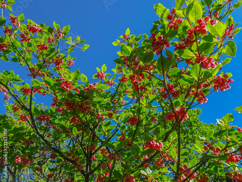 Enkianthus cernuus in Japan 