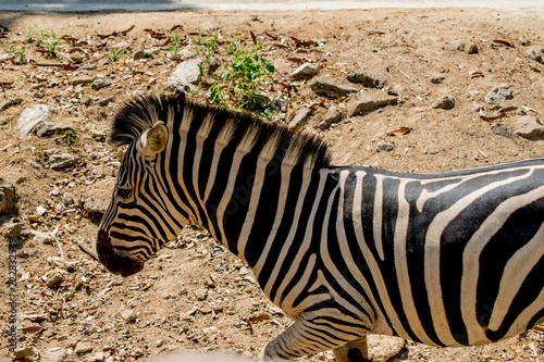 Zebra in the zoo with brown ground