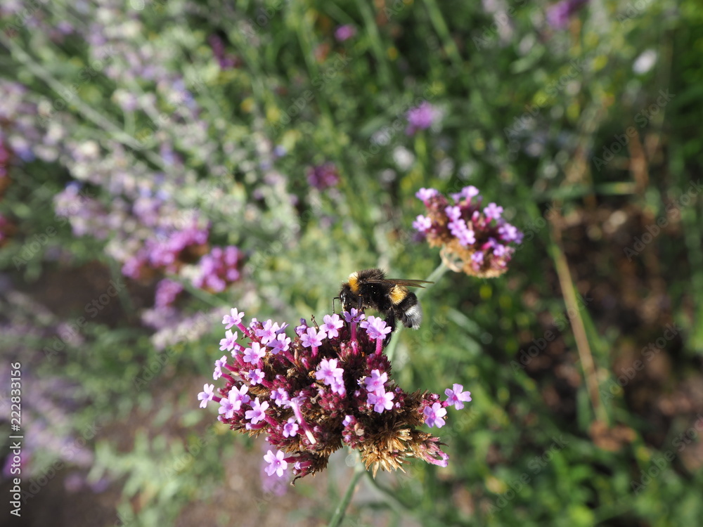 bee on purple coloured flower in the Flora, botanical gardens in Cologne, Germany bee on purple coloured flower in the Flora, botanical gardens in Cologne, Germany