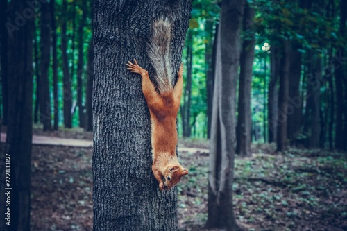  squirrel © Ирина Барашкина