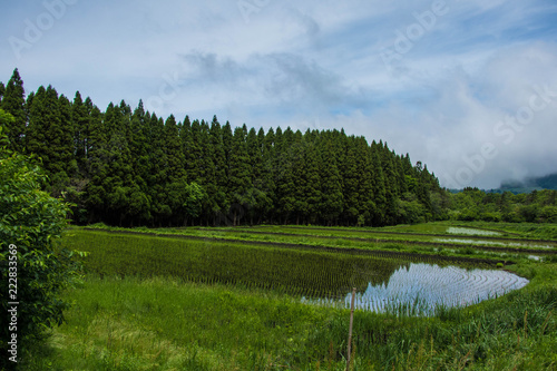 Fototapeta Naklejka Na Ścianę i Meble -  Japanese Rice Fields with Water Reflection