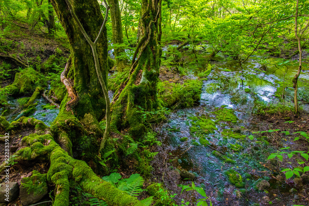 Beautiful Scene of Forest and Spring in Japan Beautiful Scene of Forest and Spring in Japan