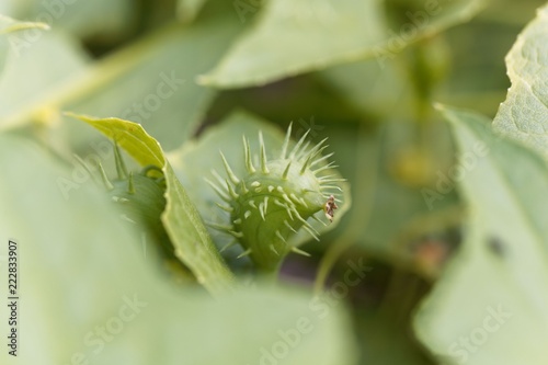 Exploiding cucumber (Cyclanthera brachystachya) photo