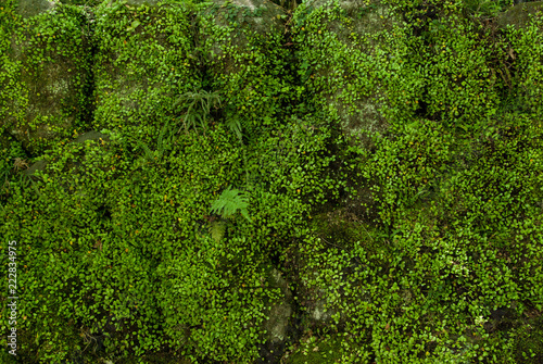 Mossy Stone Texture in Japan  © Mitsuyoshi