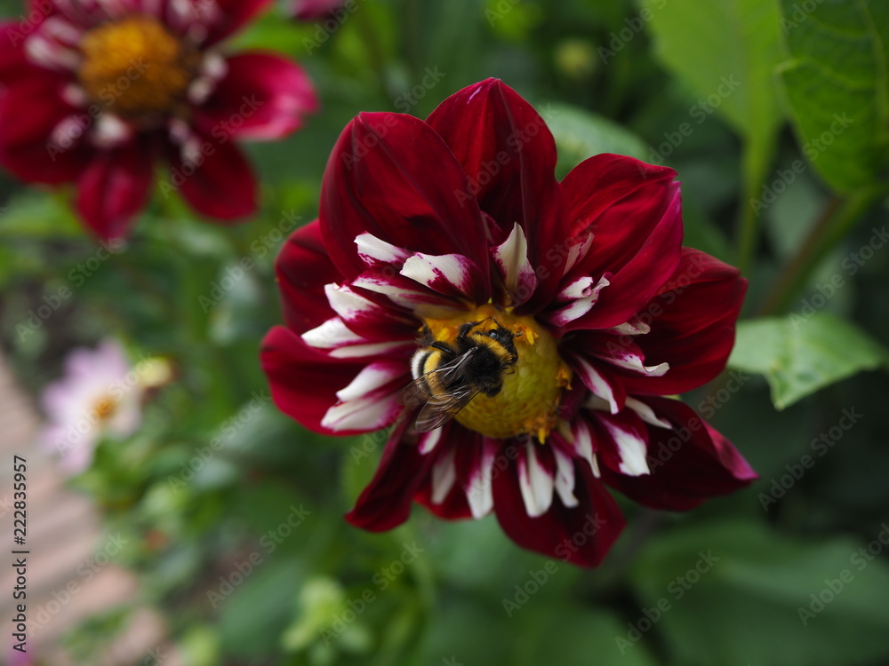 red and yellow flower with a bumble bee sitting on top, botanical garden Cologne red and yellow flower with a bumble bee sitting on top, botanical garden Cologne