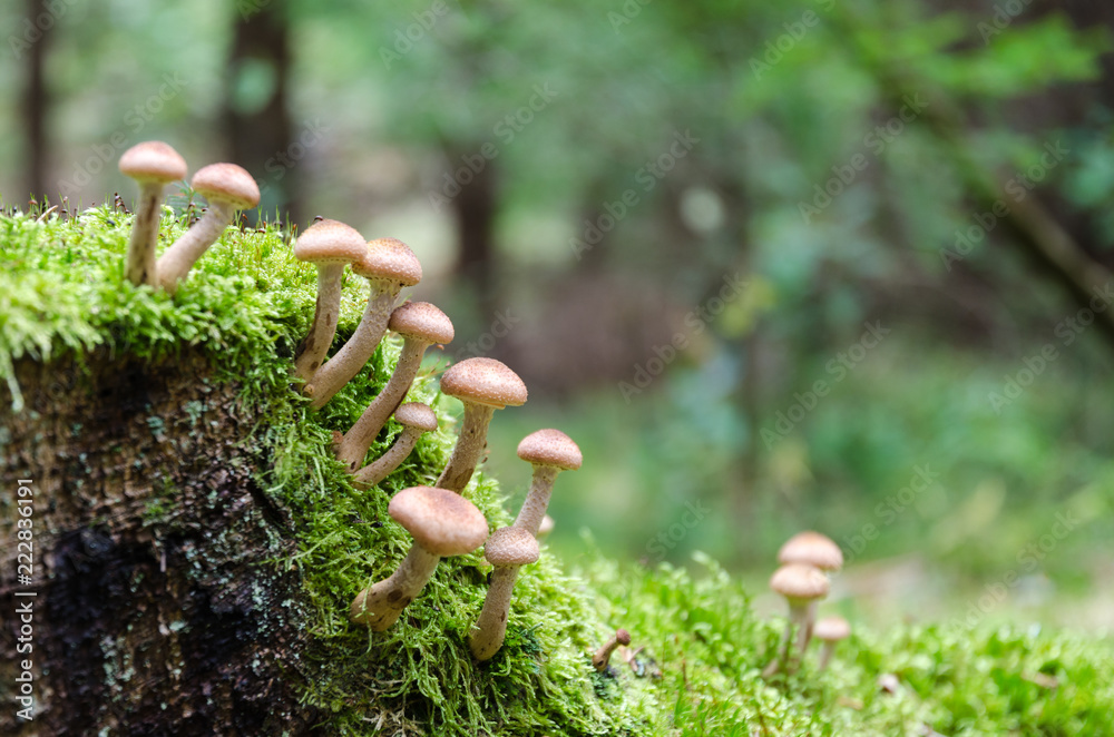 Mushrooms growing on a mossy tree stump Mushrooms growing on a mossy tree stump