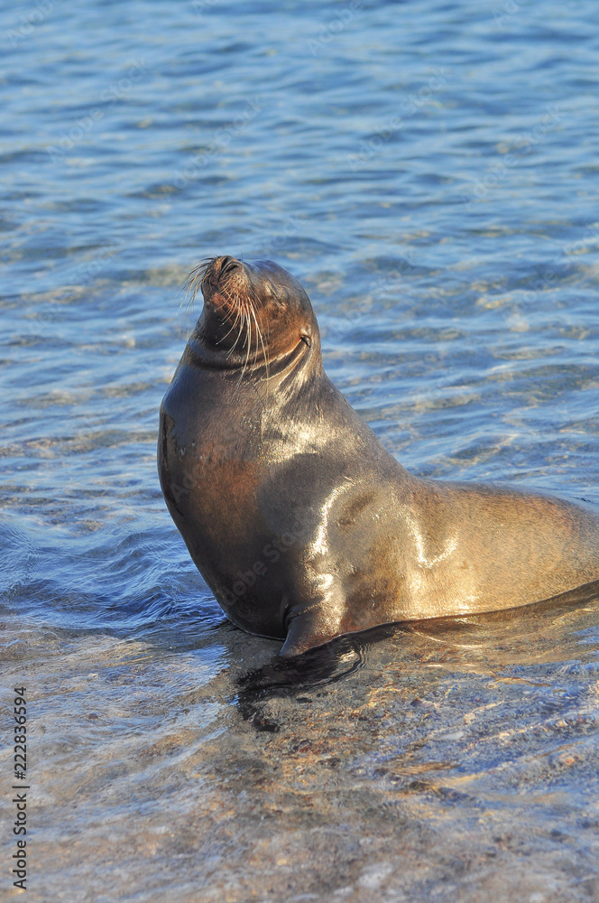 Fototapeta premium sea lion in the sea