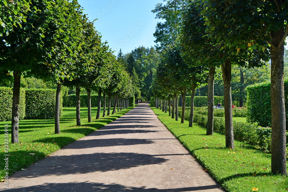 shady alley in a beautiful city Park between rows of evenly trimmed trees, hedges and flat lawns with green grass on a Sunny summer day shady alley in a beautiful city Park between rows of evenly trimmed trees, hedges and flat lawns with green grass on a Sunny summer day