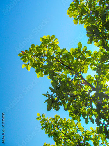 Green lush foliage of oak tree against blue sky background. Beautiful bright summer landscape.