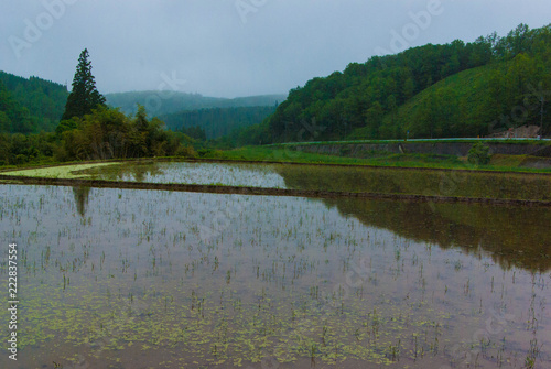 Japanese Rice Fields with Water Reflection