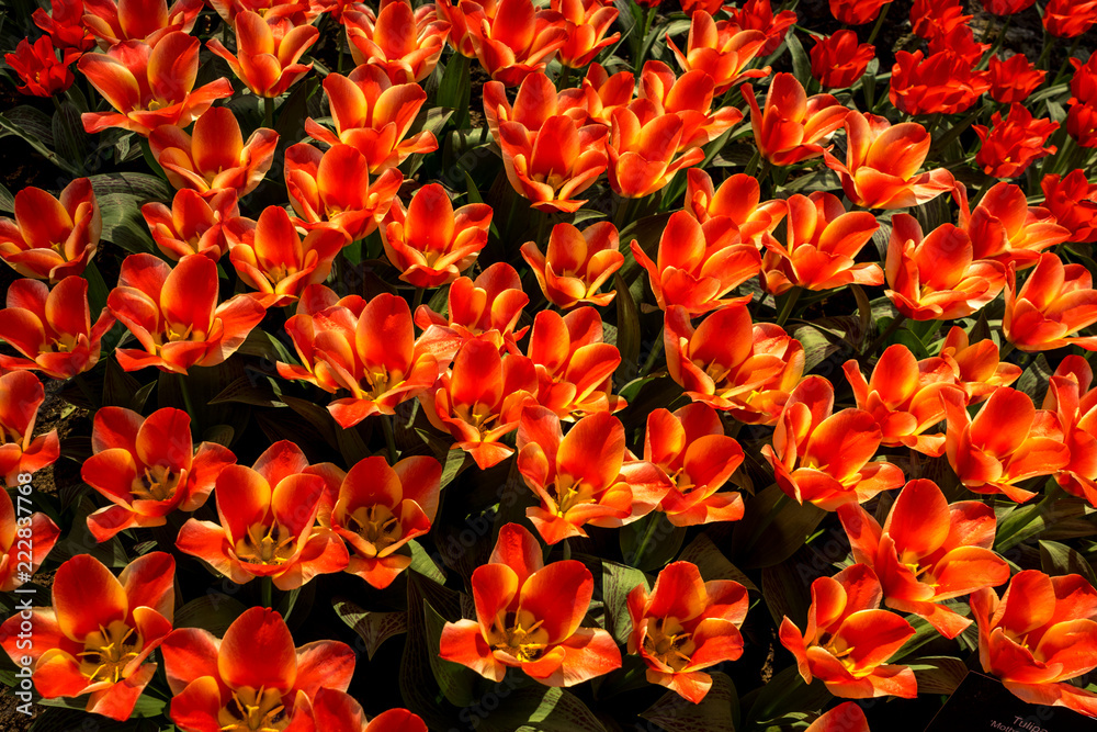 Netherlands,Lisse, a close up of an orange flower Netherlands,Lisse, a close up of an orange flower