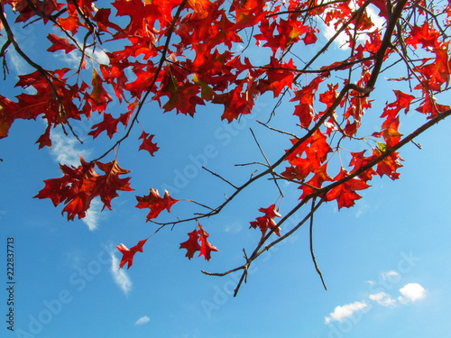 Red autumn leaves against the blue sky. Colorful view of nature on a bright sunny day.