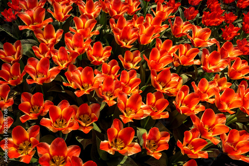 Netherlands,Lisse, a close up of an orange flower