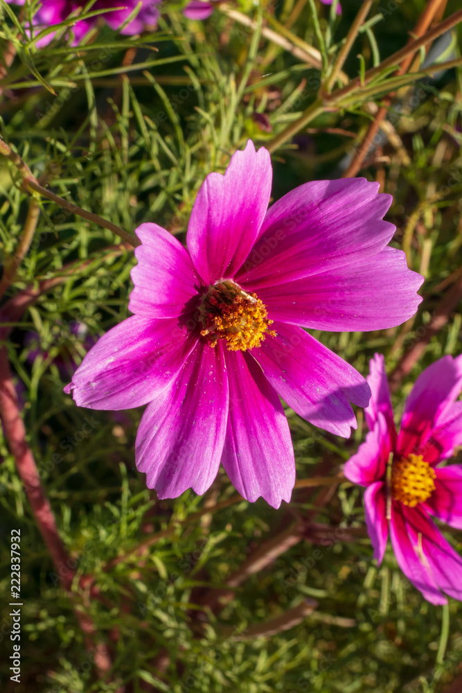 Pink flowers raising against the sun with a yellow dot and enjoy the sunrise Pink flowers raising against the sun with a yellow dot and enjoy the sunrise