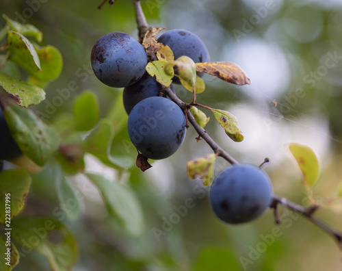 Ripe plums on a tree