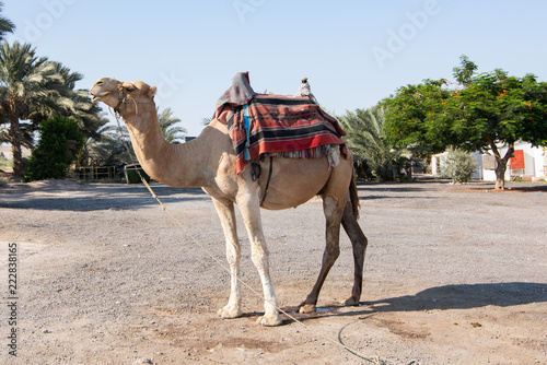 Camel on the streets of Israel tied on the ground with green trees behind